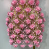 Women Luxury Pink Flowers Pearls Lace See Through Bodycon Mini Dress Birthday Photoshoot Evening Party Nightclub Stage Costume